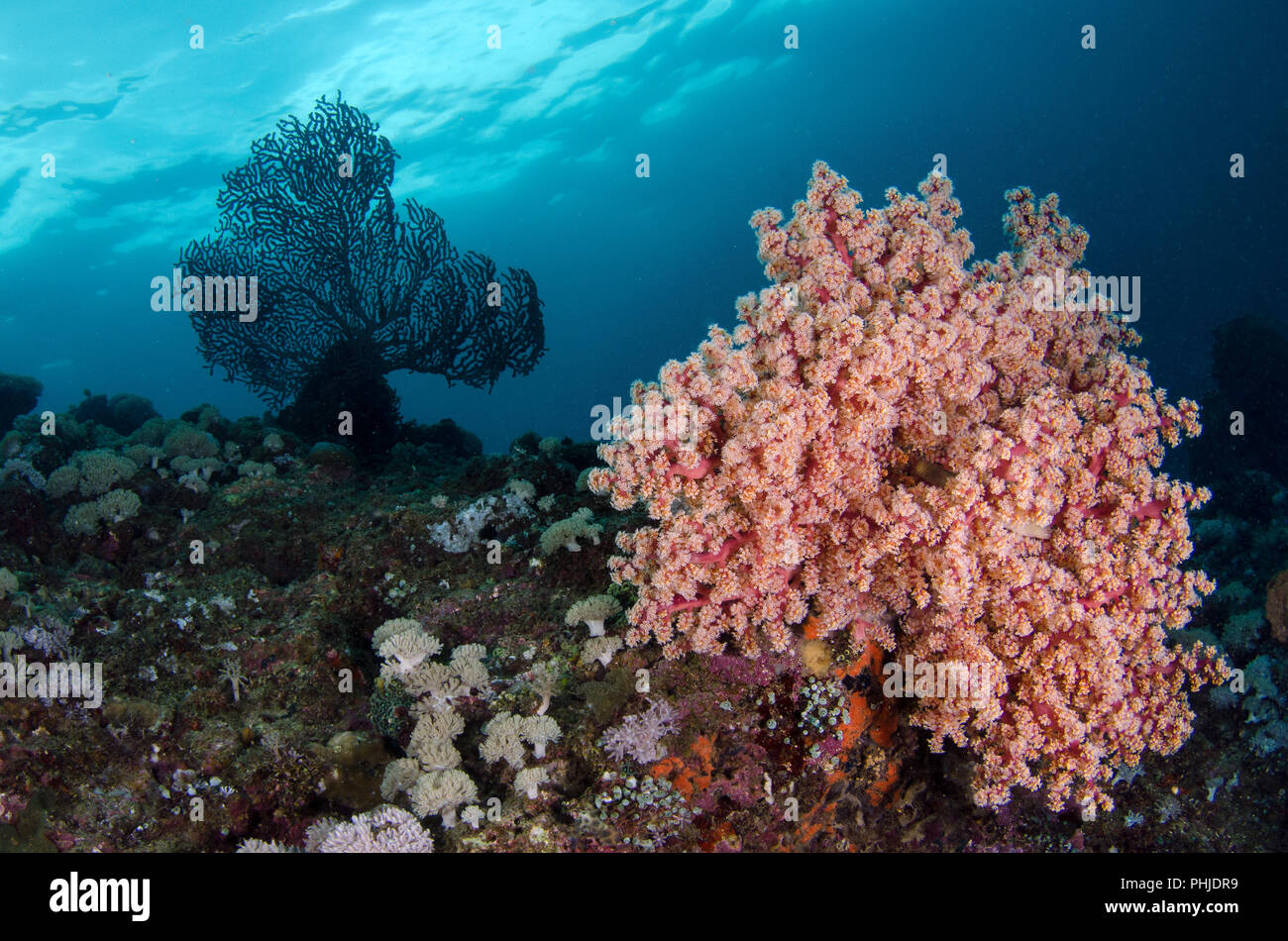 Cherry Blossom Coral, Siphonogorgia godeffroyi, Nidaliidae, Anilao, Batangas, Philippines, Philippine Sea, Pacific Ocean, Asia Stock Photo