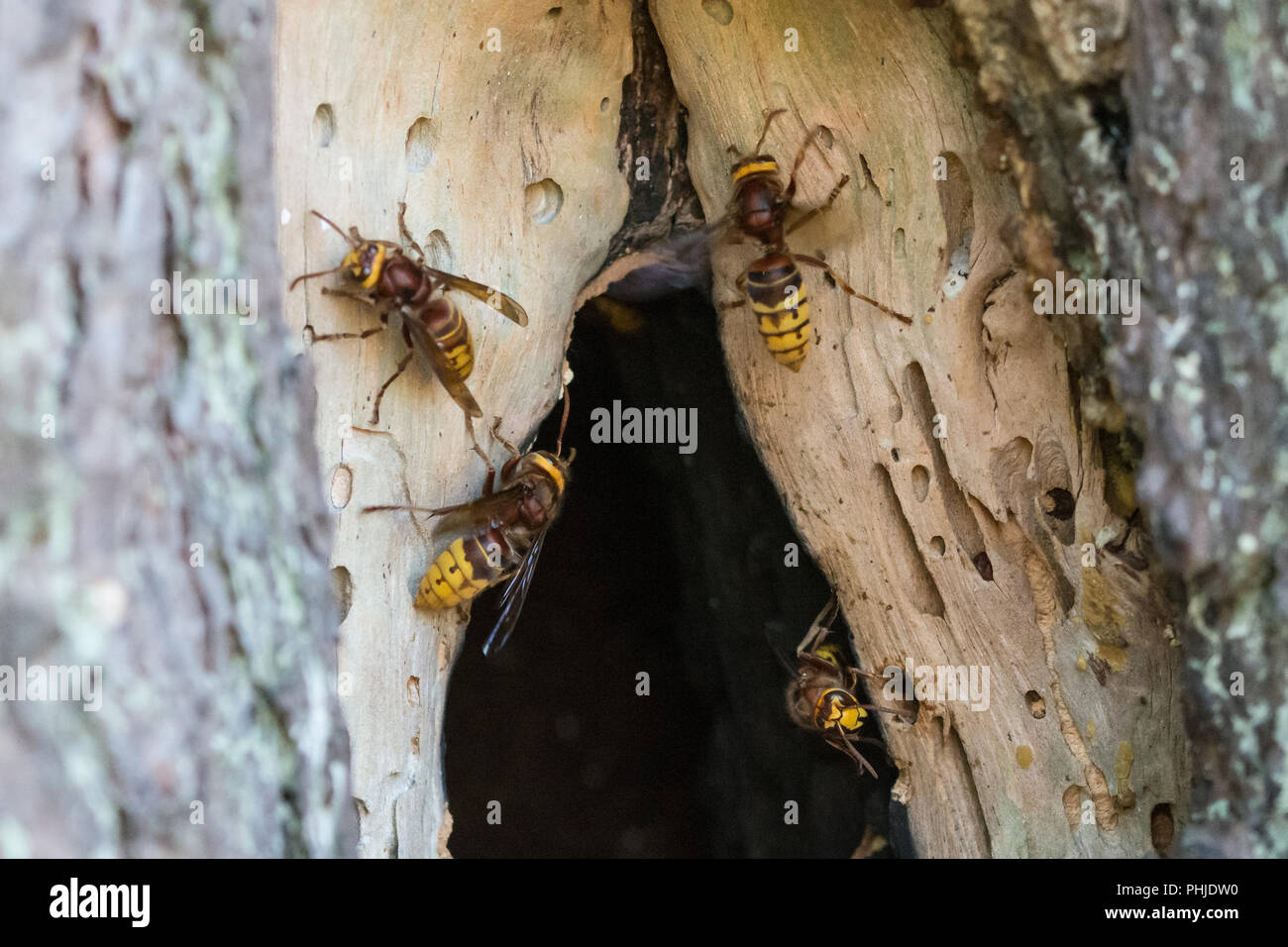 European hornets (Vespa crabro) at the entrance to their nest in a hollow pine tree in Surrey, UK Stock Photo