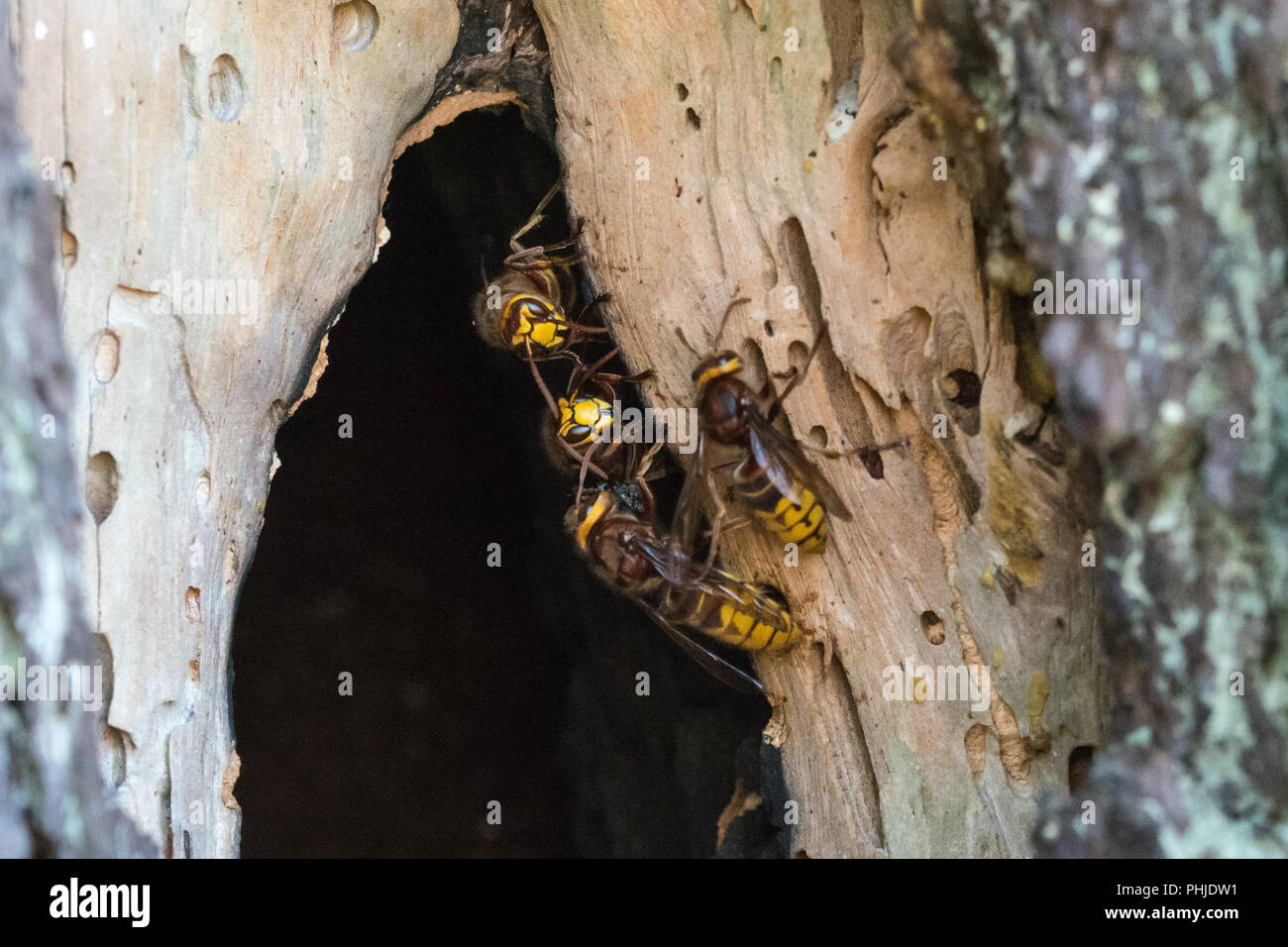 European hornets (Vespa crabro) at the entrance to their nest in a hollow pine tree in Surrey, UK Stock Photo