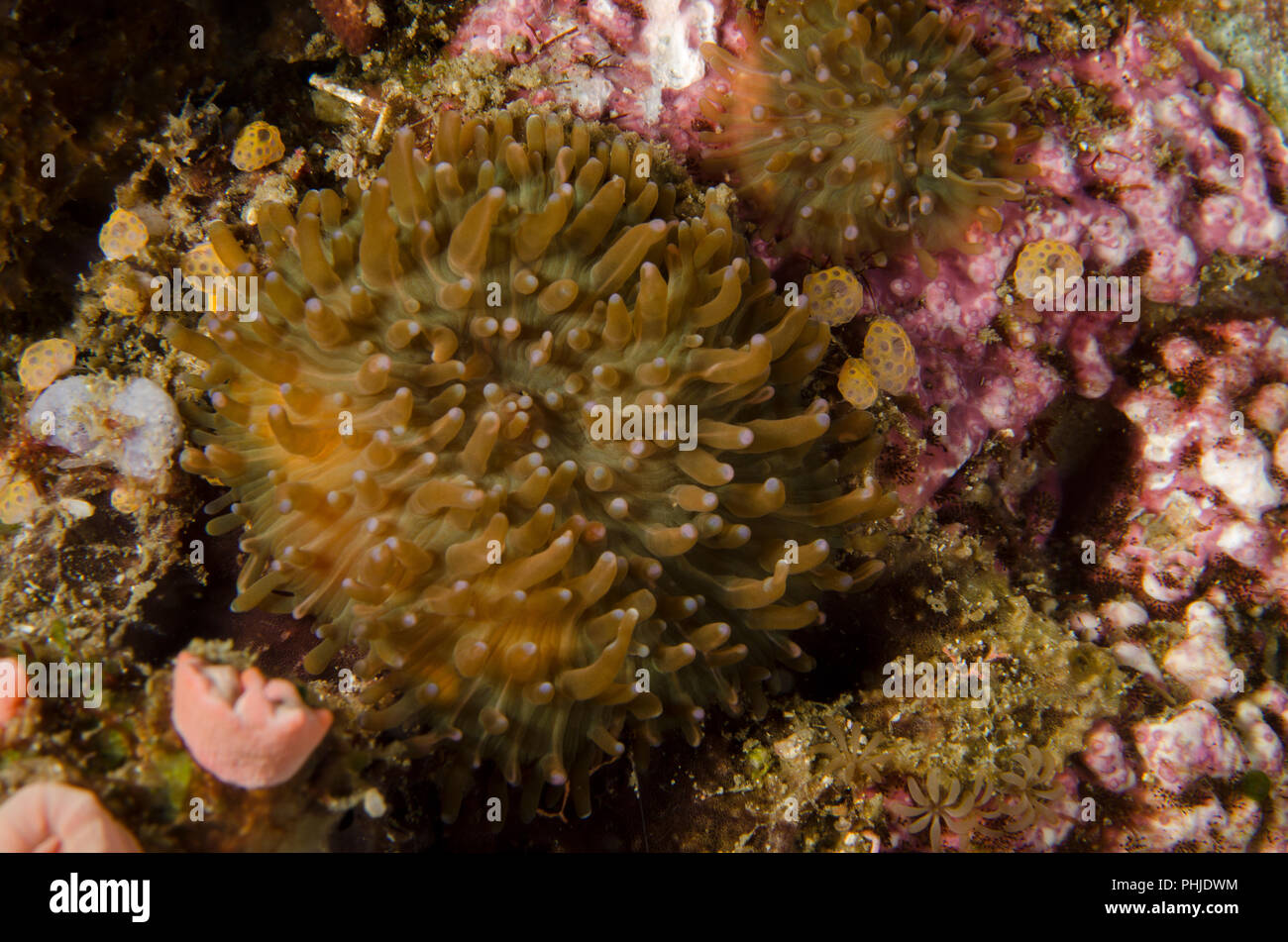 Disk anemone , Discosoma sp., Actinodiscidae, Anilao, Batangas, Philippines, Philippine Sea, Pacific Ocean, Asia Stock Photo