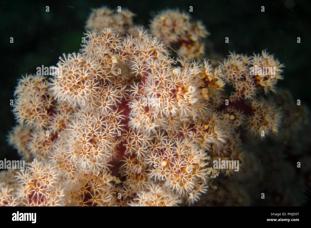 Cherry Blossom Coral, Siphonogorgia godeffroyi, Nidaliidae, Anilao, Batangas, Philippines, Philippine Sea, Pacific Ocean, Asia Stock Photo