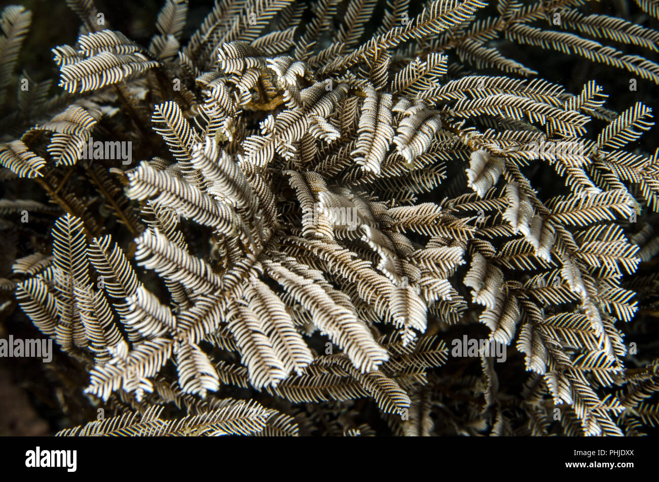 Stinging Hydrozoan, Aglaophenia cupressina, Plamulariidae, Anilao, Batangas, Philippines, Philippine Sea, Pacific Ocean, Asia Stock Photo
