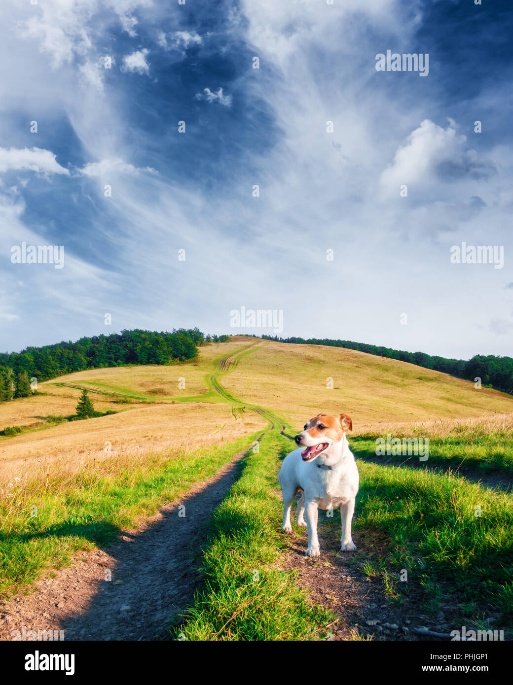 Mountains landscape dog hi-res stock photography and images - Alamy