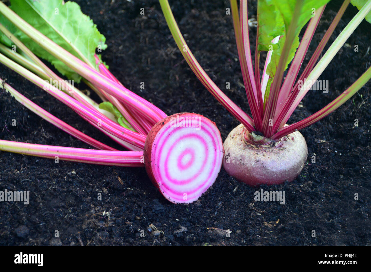 Italian Ringed Beetroot Traditional Italian Beetroot (Barbabietola di Chioggia) cut in half ...
