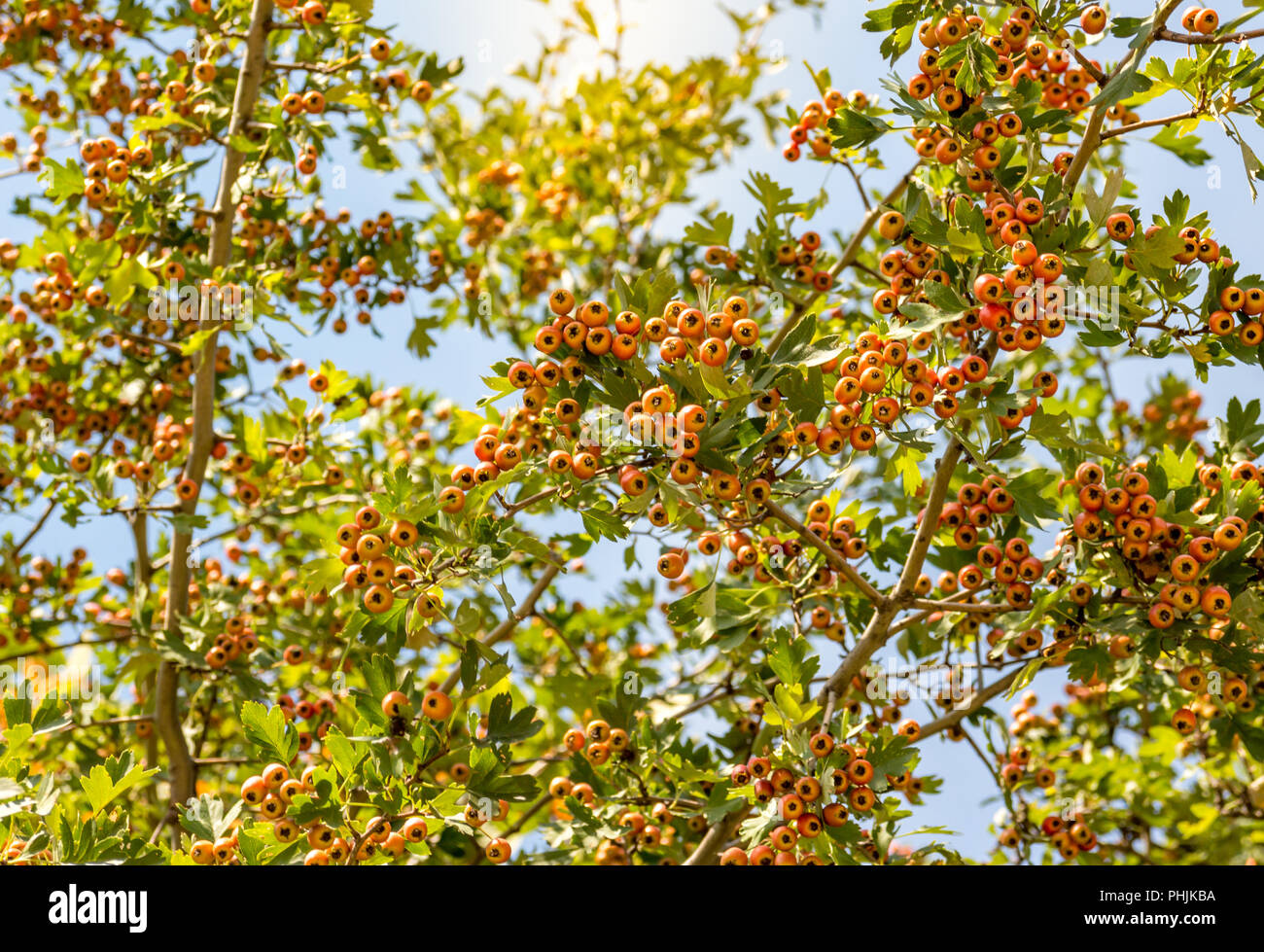 Pyracantha Firethorn berries on branch Stock Photo