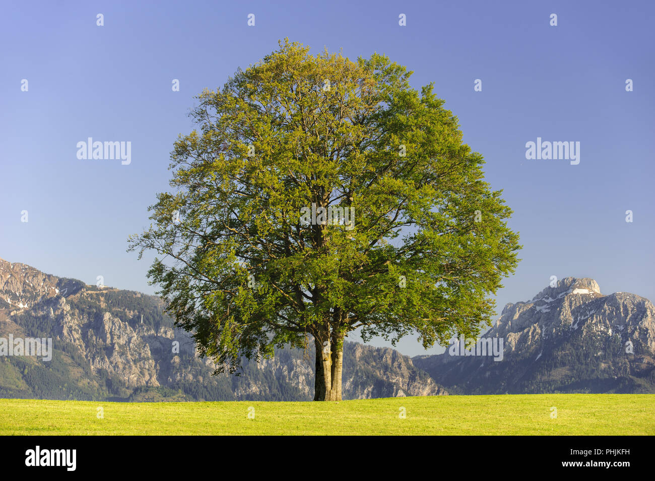 single big beech tree in field with perfect treetop Stock Photo