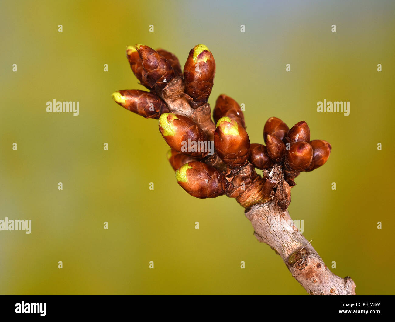 cherry tree; buds; Prunus avium Stock Photo Alamy