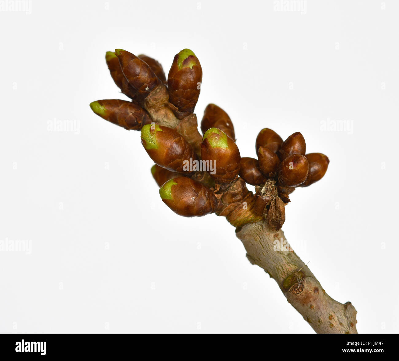 cherry tree; buds; Prunus avium Stock Photo Alamy