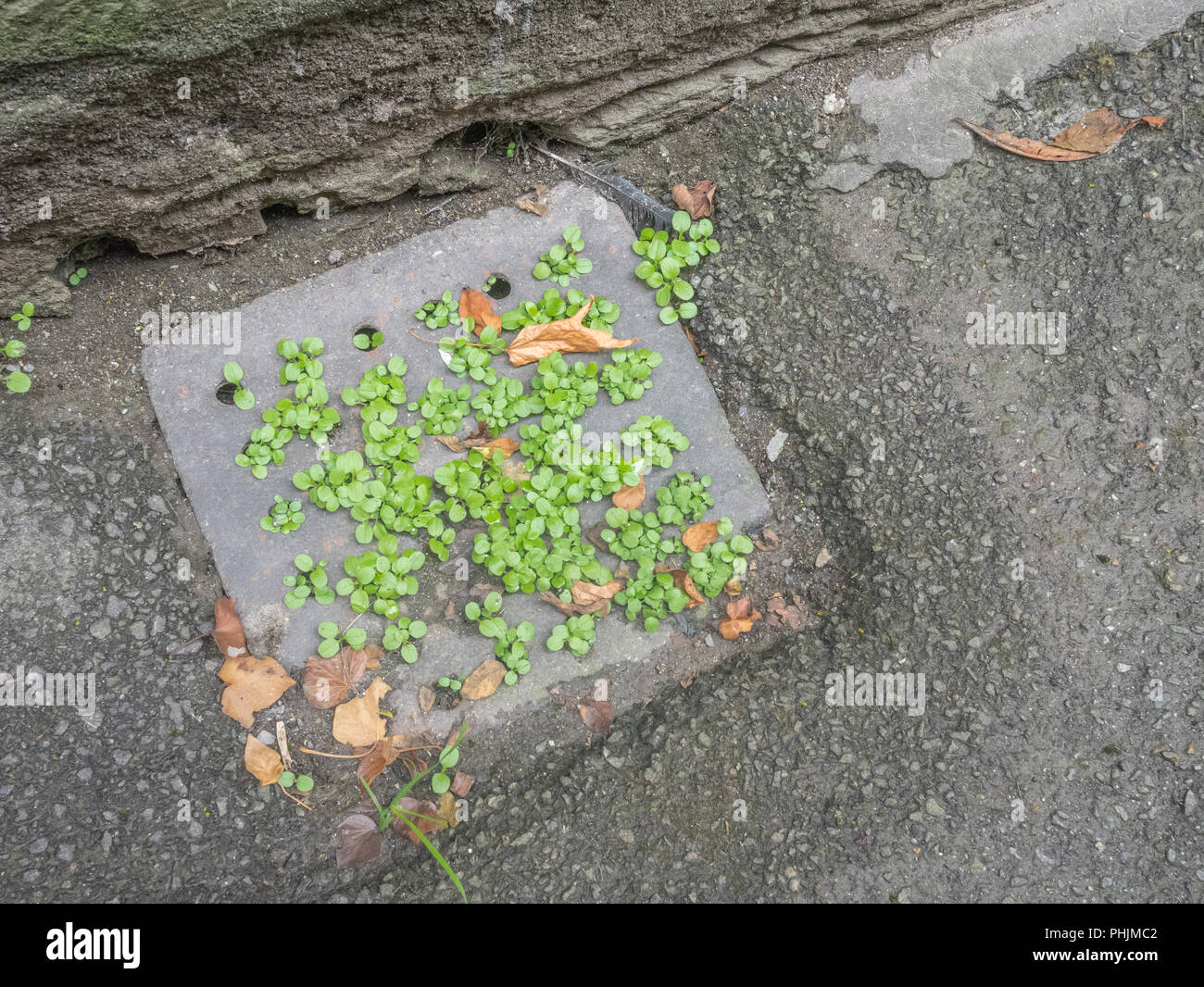 Weeds growing in a blocked drain cover in an urban environment. Weeds sprouting. Stock Photo