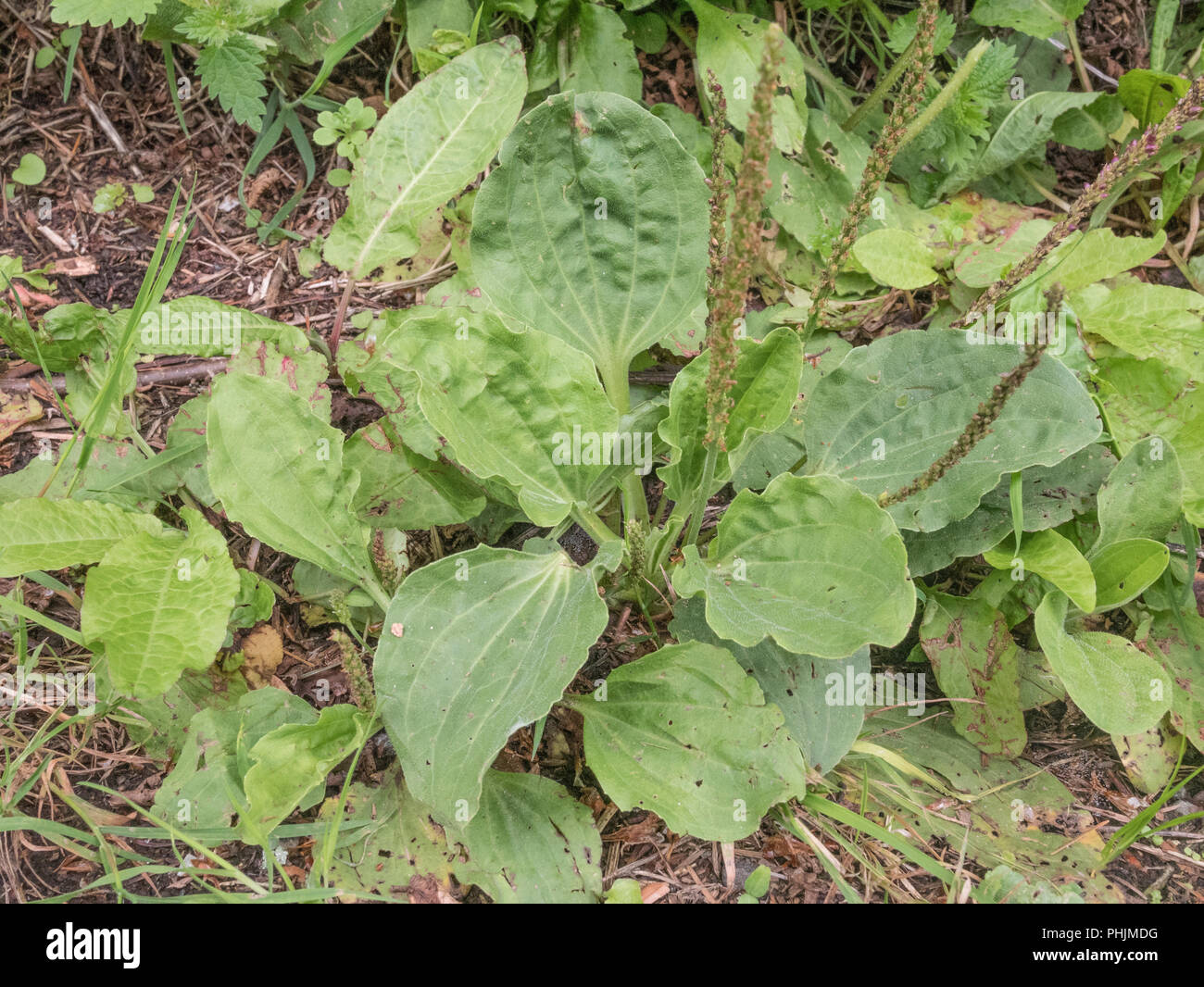 Leaves / foliage of Greater Plantain / Plantago major on a country footpath. Sometimes foraged and cooked as a survival food. Stock Photo