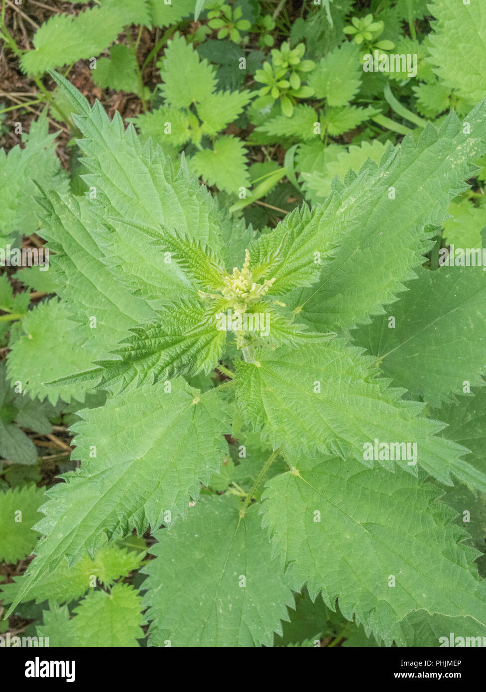 Foliage / leaves of the common Stinging Nettle / Urtica dioica, a well