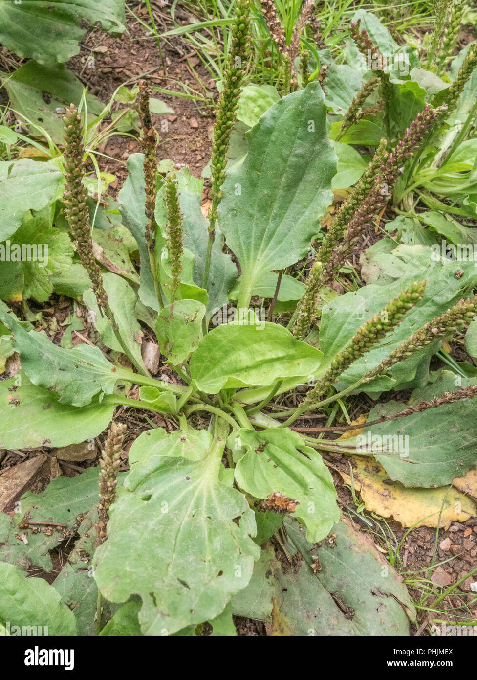 Leaves / foliage of Greater Plantain (Plantago major) on a country footpath. Sometimes foraged and cooked as a survival food. Stock Photo