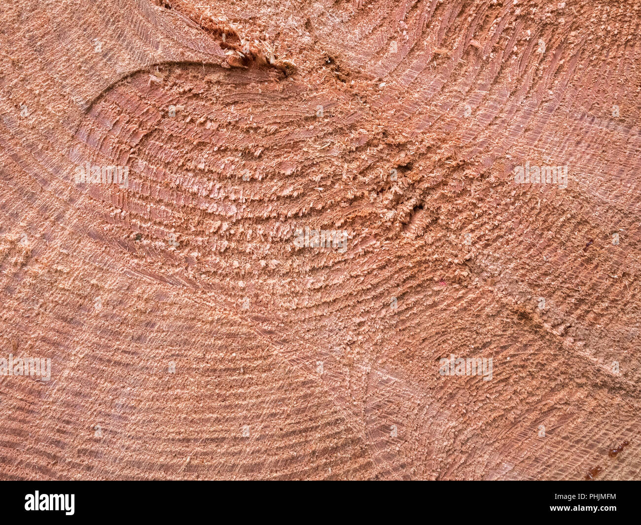 Cross section of a sawn conifer tree species (unknown type), showing wood rings. Cross section of wood, tree trunk rings. Stock Photo