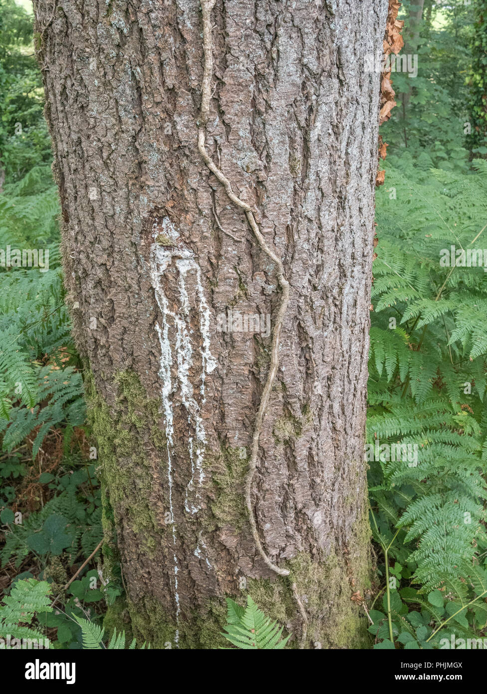 timberborn pine resin timberborn pine resin