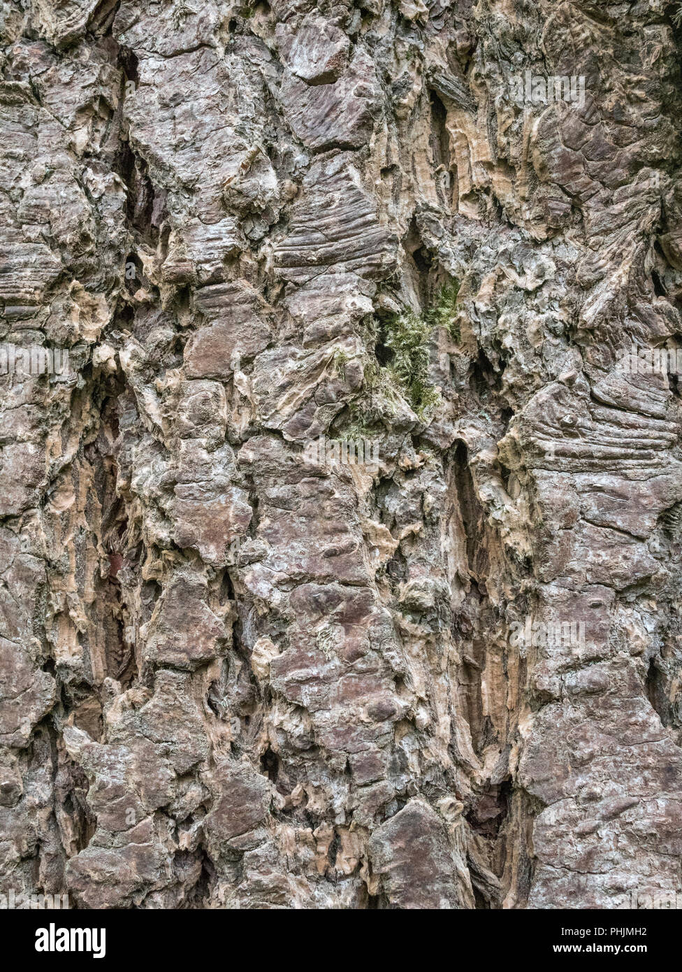 Close up of bark of conifer (possibly Larch) with scars of removed Ivy / Hedera helix tendrils leaving their marks in the soft bark, bark texture. Stock Photo