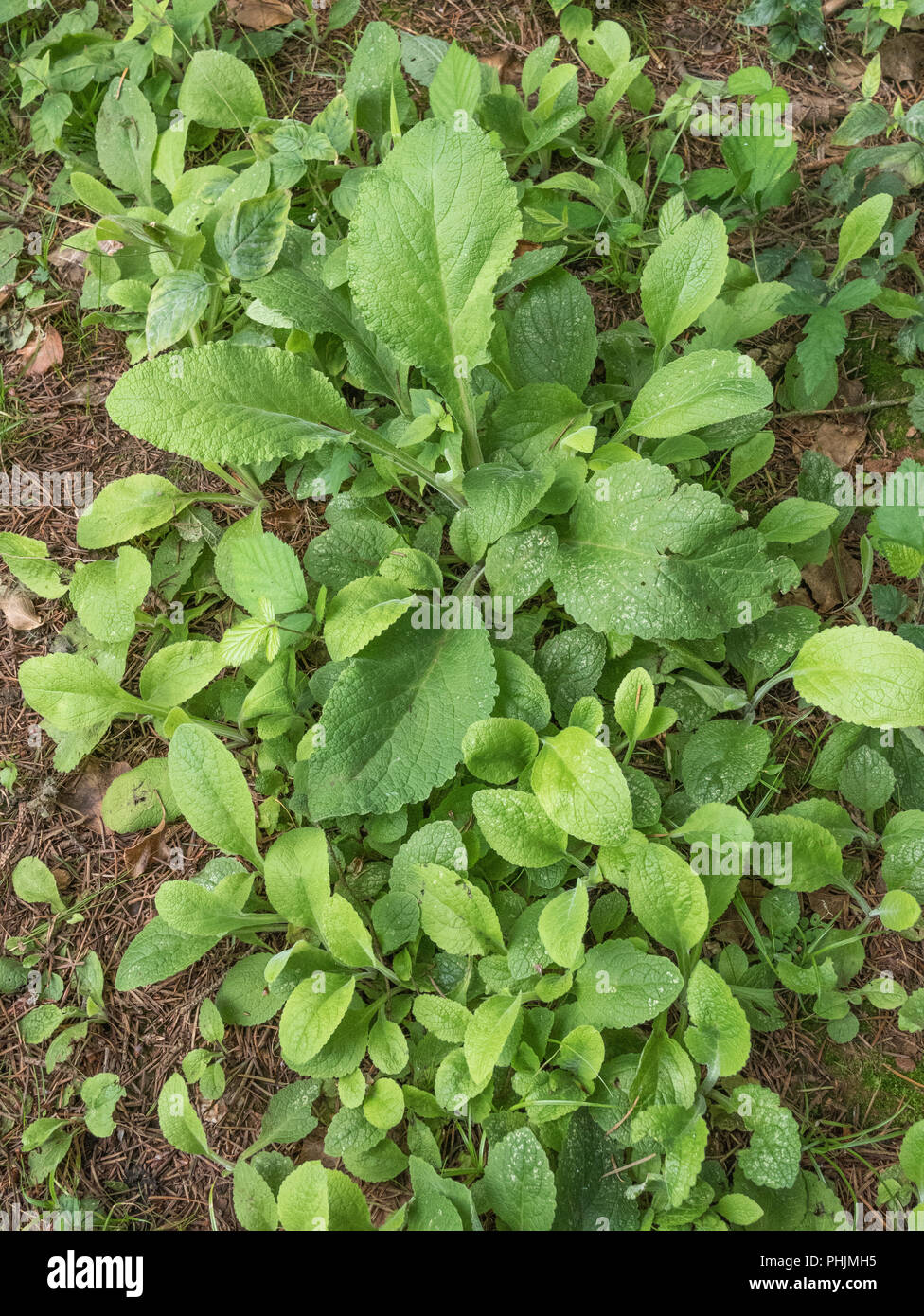 Foxglove seedlings hi-res stock photography and images - Alamy
