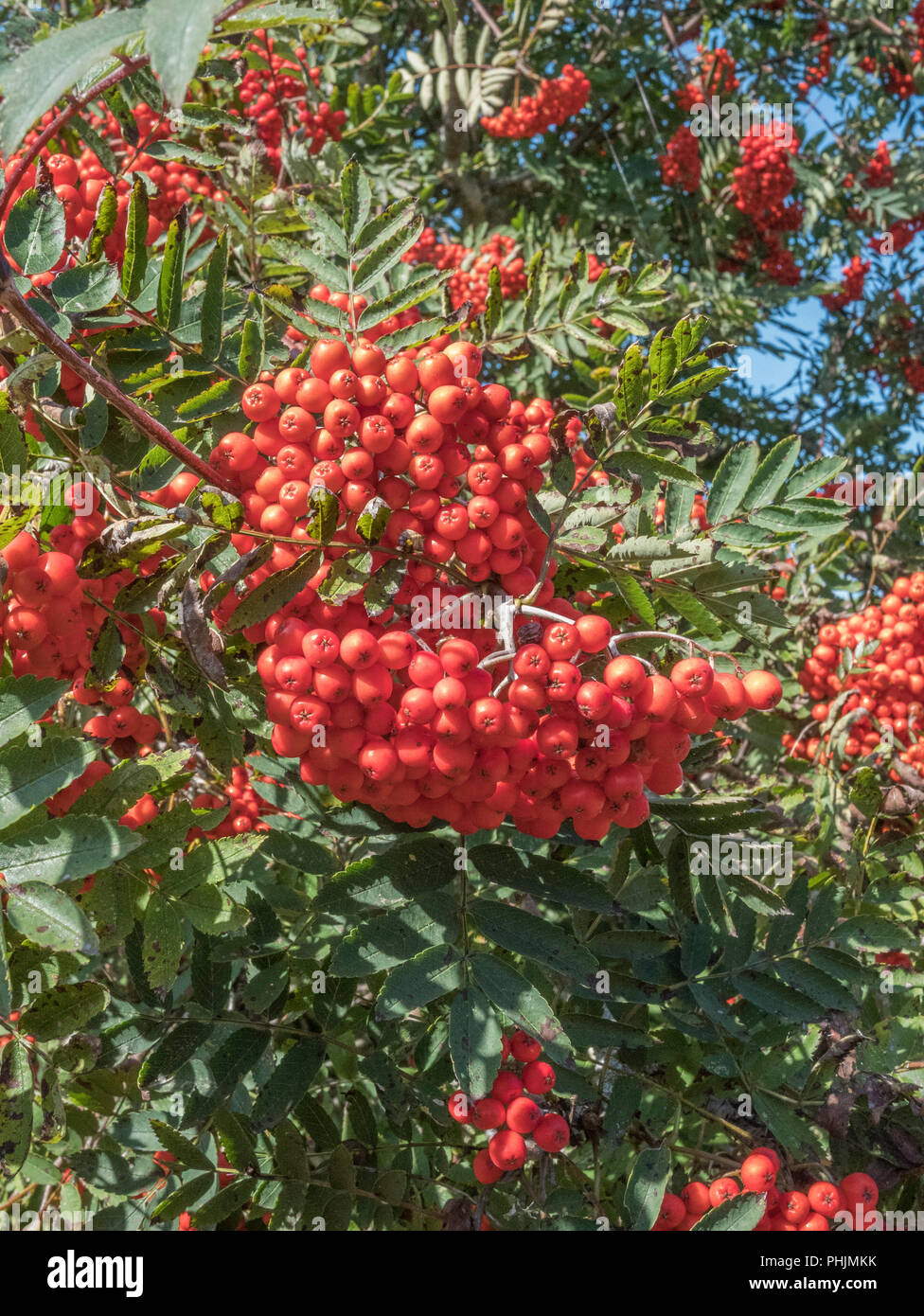 Scarlet fruits and foliage of Rowan / Sorbus aucuparia tree in bright