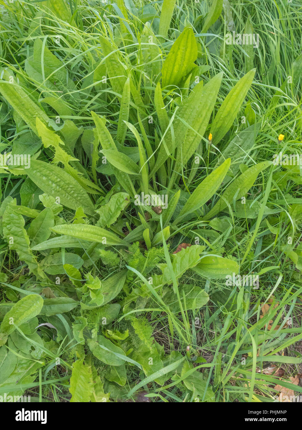 Leaves / foliage of the common weed Ribwort Plantain (Plantago lanceolata) which can be used as a foraged food once cooked (more of a survivial food) Stock Photo