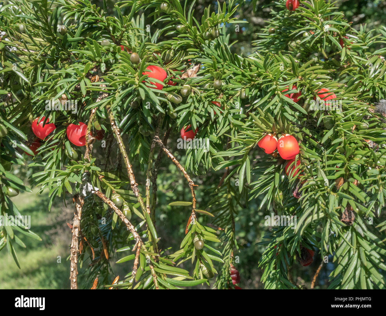 Foliage and red poisonous berries of a Yew / Taxus baccata tree in sunshine. Deadly plants of Britain. Stock Photo
