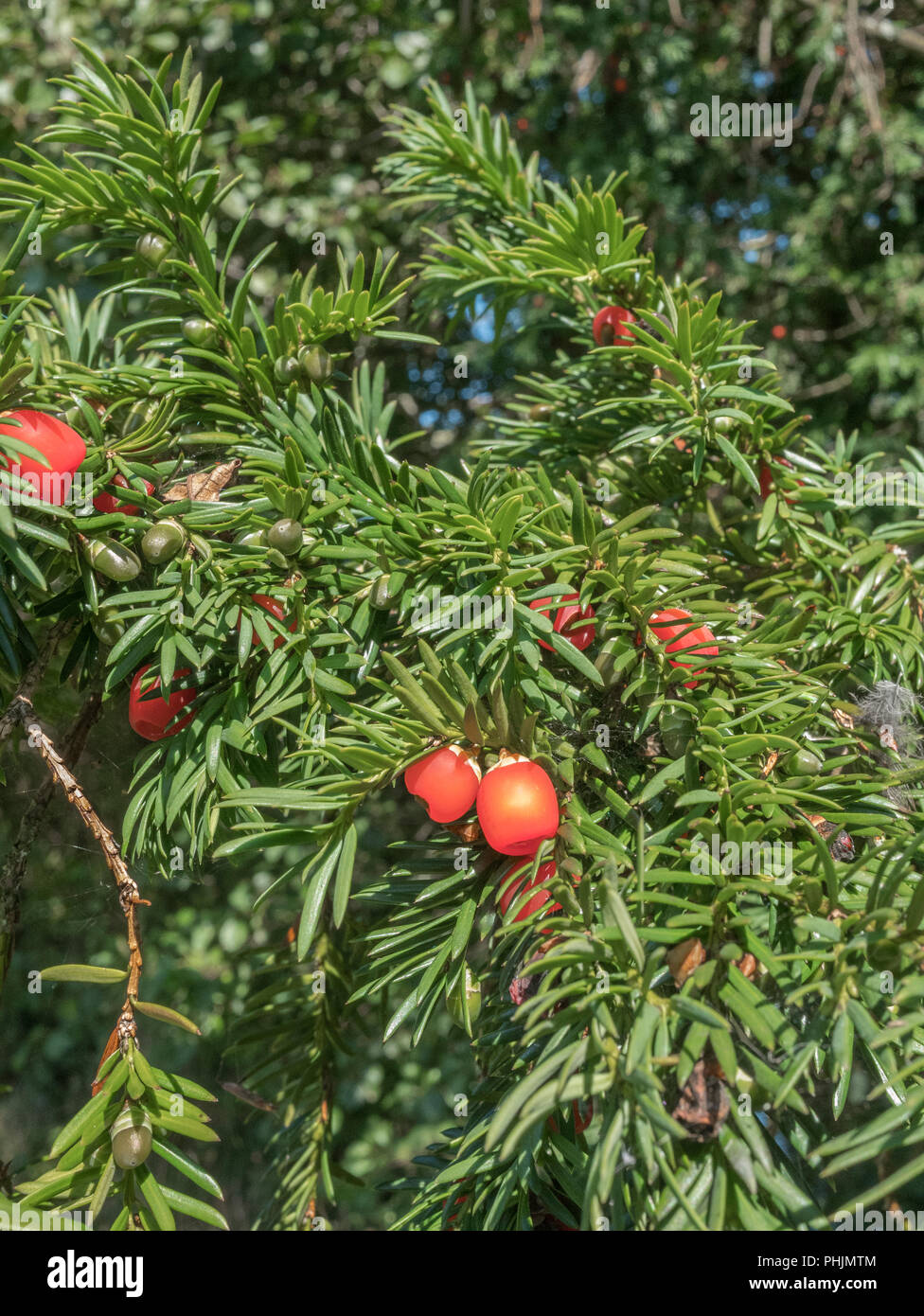 Foliage and red poisonous berries of a Yew / Taxus baccata tree in sunshine. Deadly plants of Britain. Stock Photo