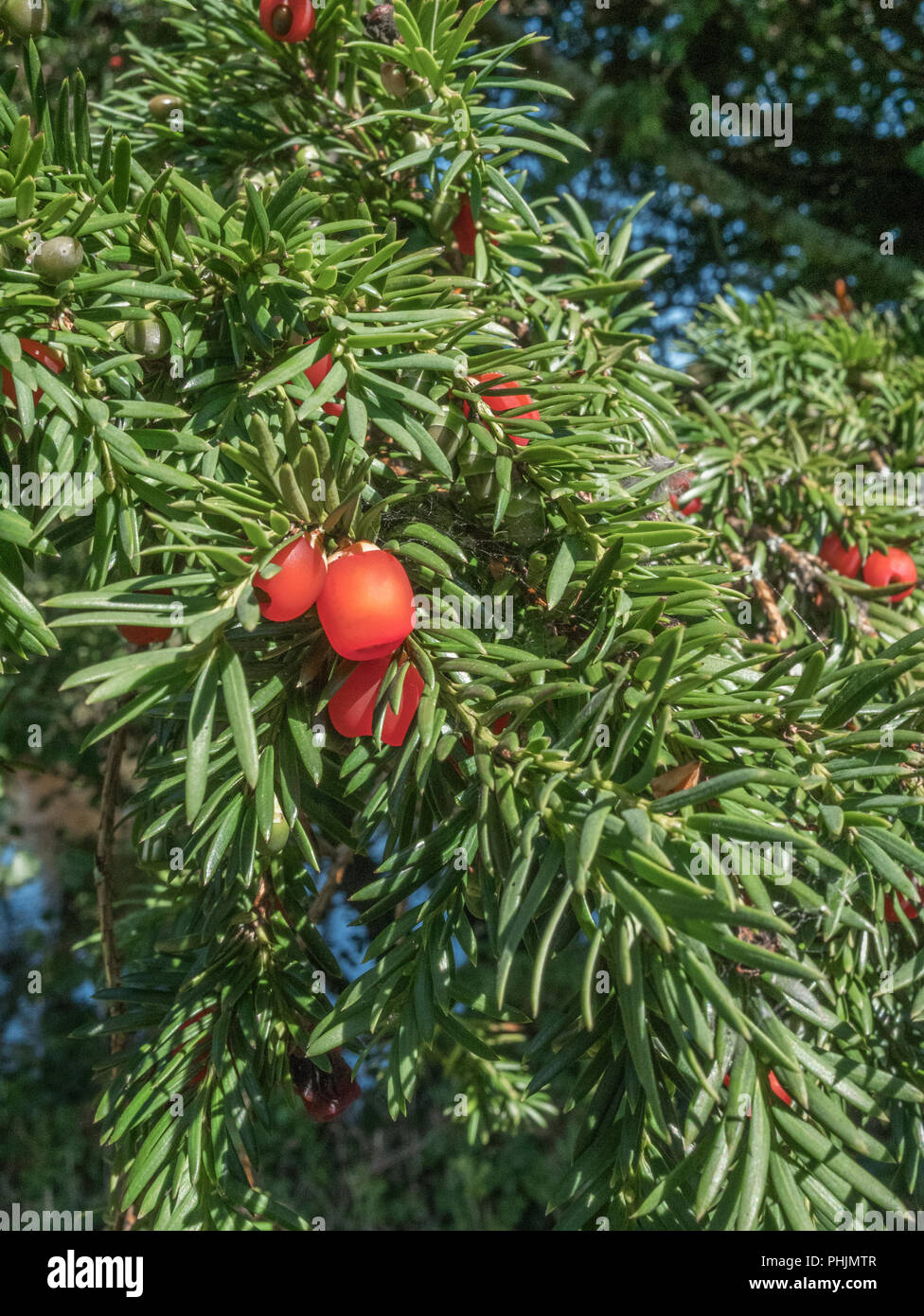 Foliage and red poisonous berries of a Yew / Taxus baccata tree in sunshine. Deadly plants of Britain. Stock Photo