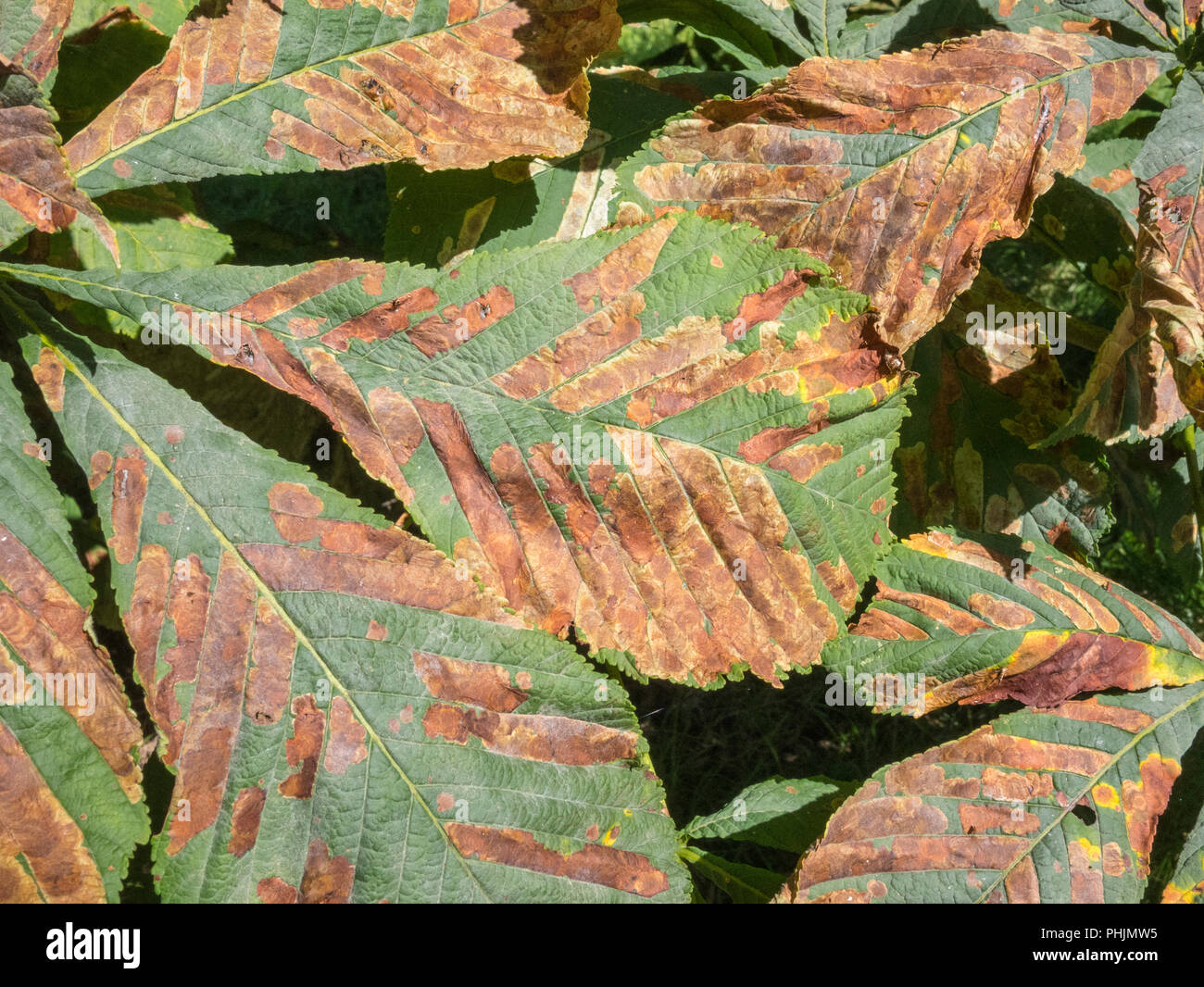 Autumn leaves of a Horse Chestnut [Aesculus hippocastanum} tree in sunshine. Stock Photo