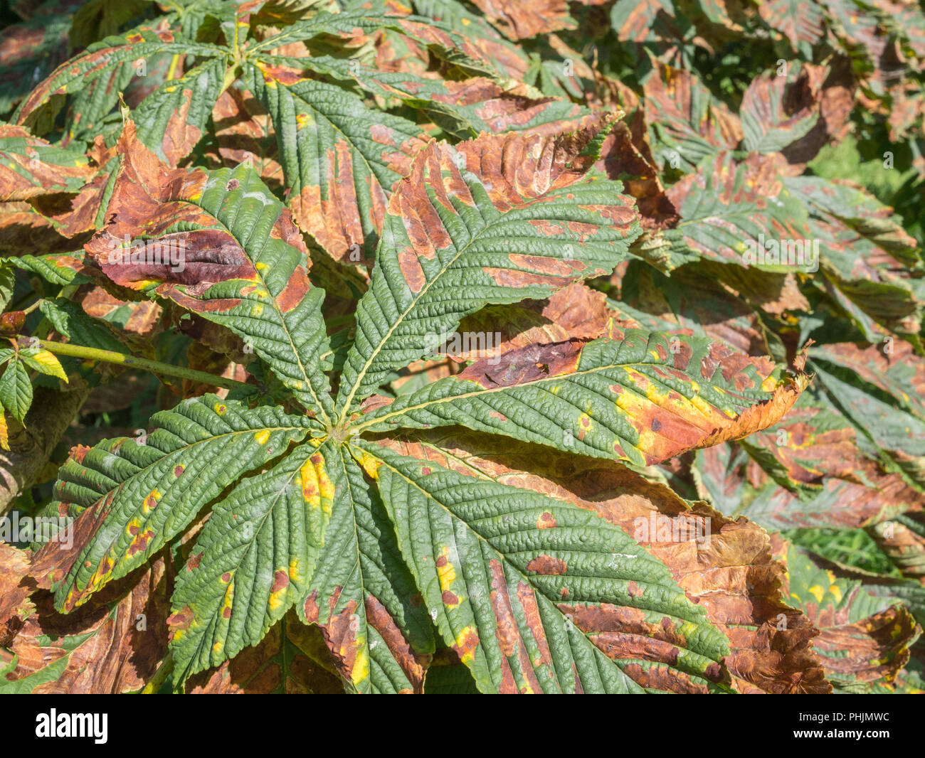 Autumn leaves of a Horse Chestnut [Aesculus hippocastanum} tree in sunshine. Stock Photo