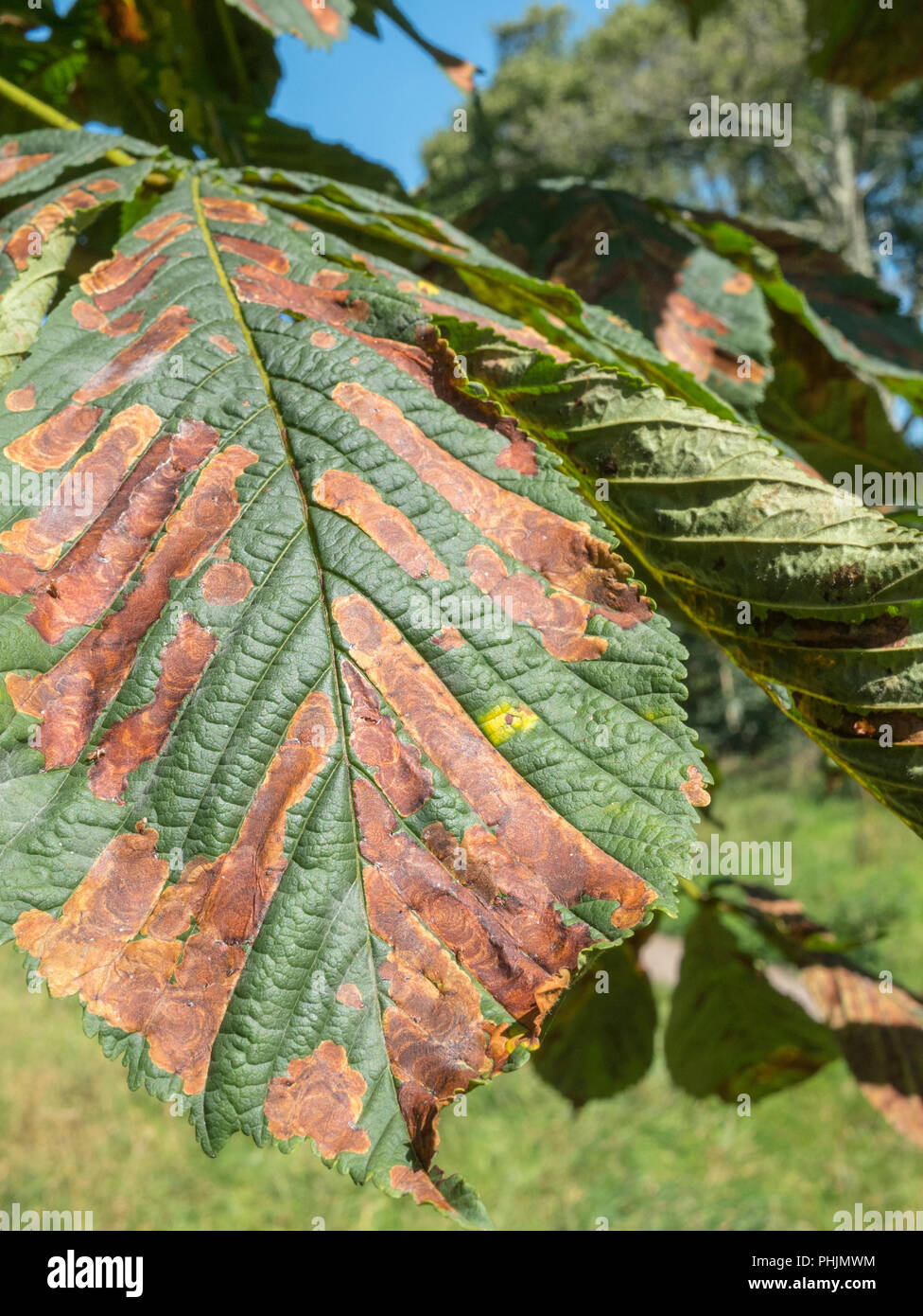 Autumn leaves of a Horse Chestnut [Aesculus hippocastanum} tree in sunshine. Stock Photo