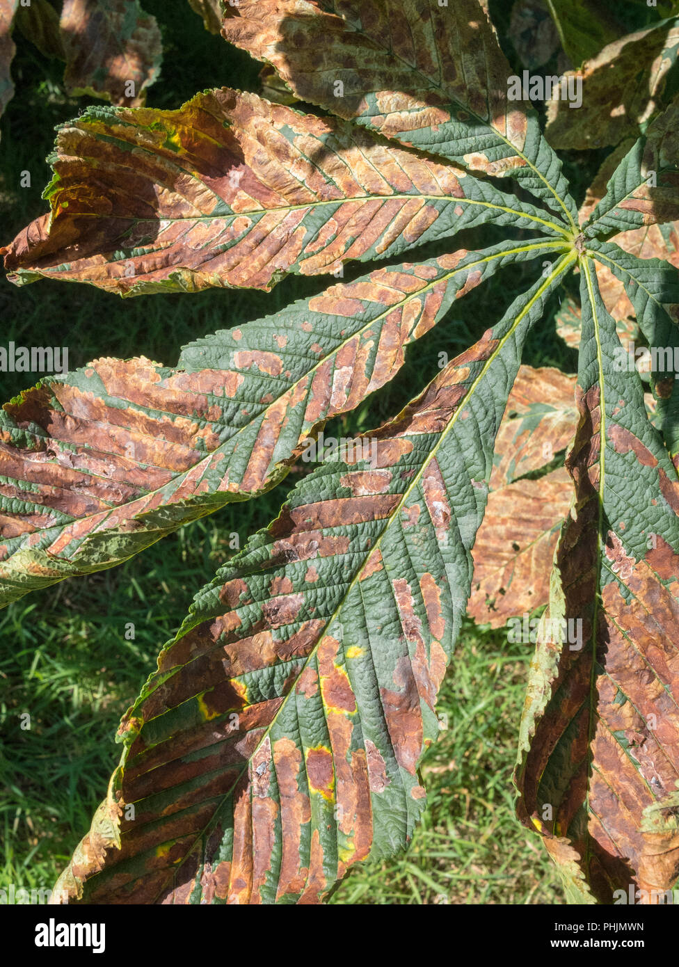 Autumn leaves of a Horse Chestnut [Aesculus hippocastanum} tree in sunshine. Stock Photo