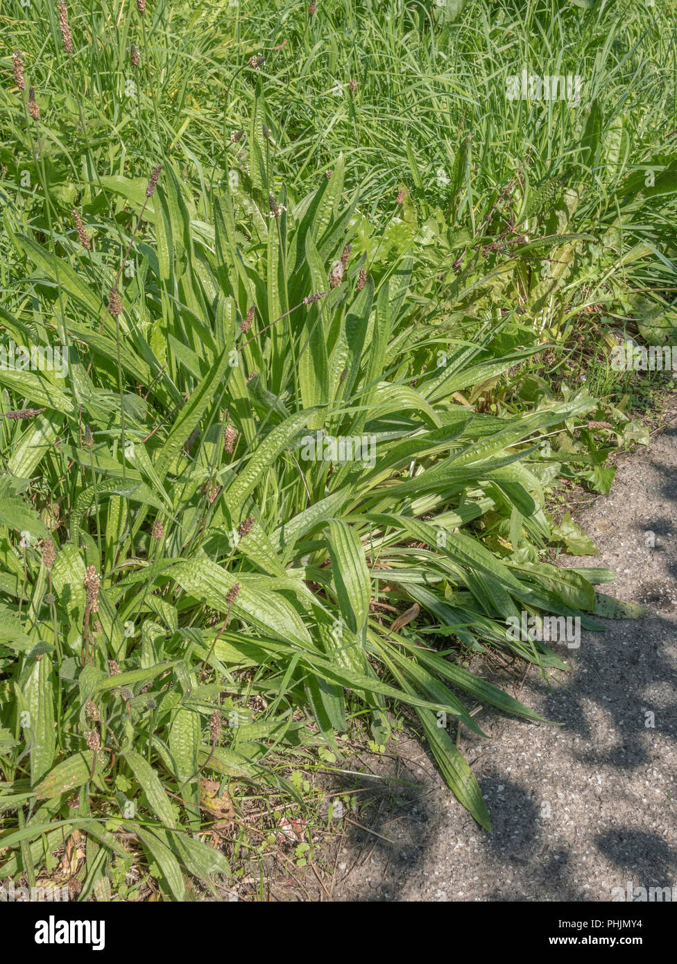Leaves / foliage of the common weed Ribwort Plantain / Plantago lanceolata which can be used as a foraged food once cooked (more of a survivial food) Stock Photo