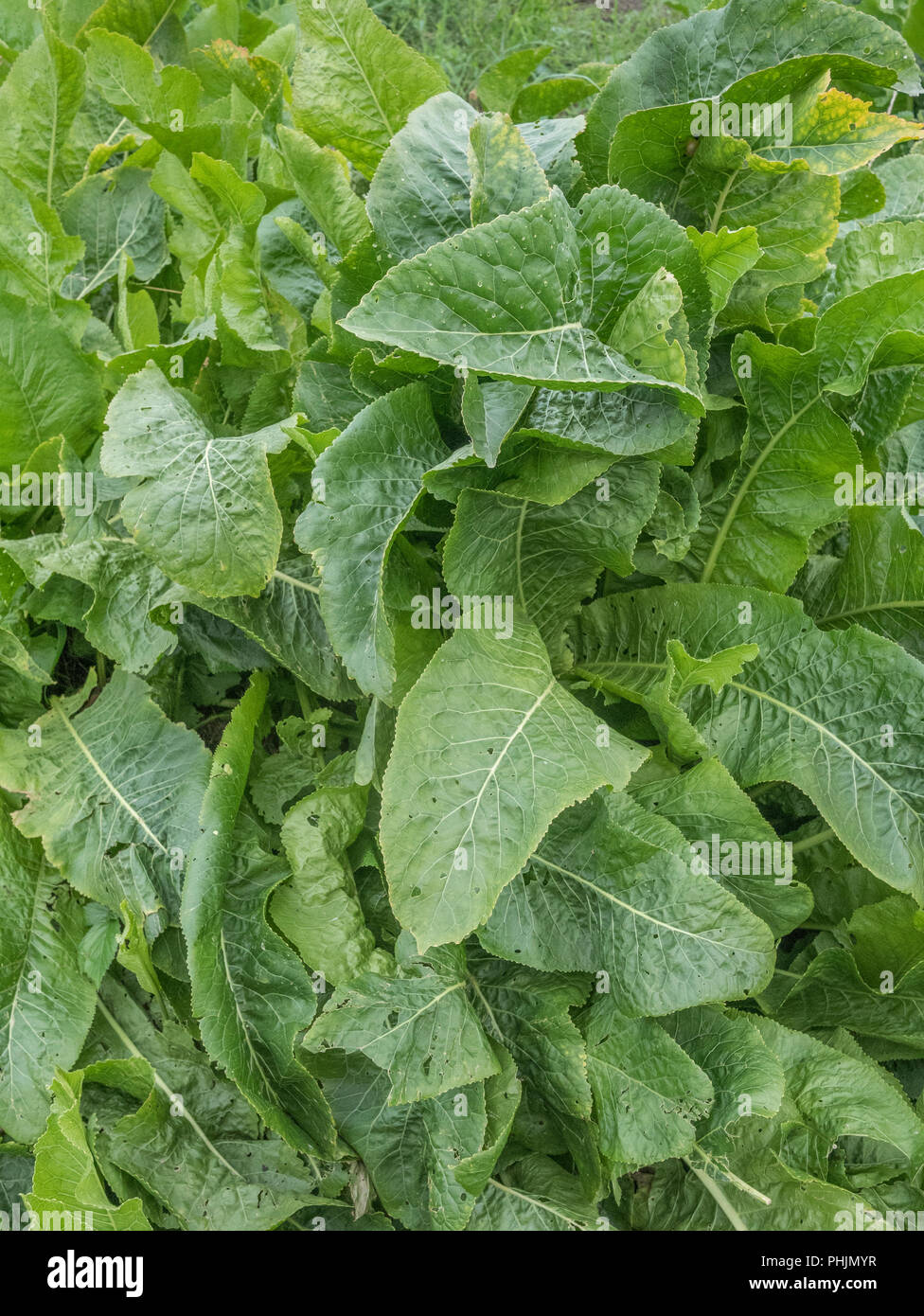 Large green leaves of a cluster of Horseradish / Armoracia rusticana plants growing. A medicinal plant, Horseradish was once used in herbal remedies. Stock Photo
