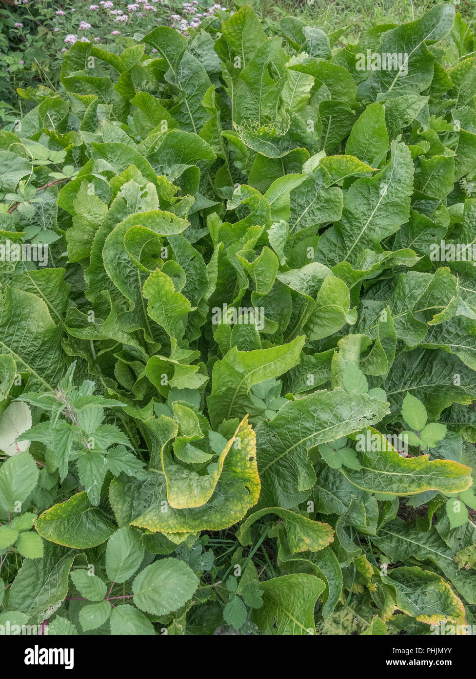 Large green leaves of a cluster of Horseradish / Armoracia rusticana plants growing. A medicinal plant, Horseradish was once used in herbal remedies Stock Photo
