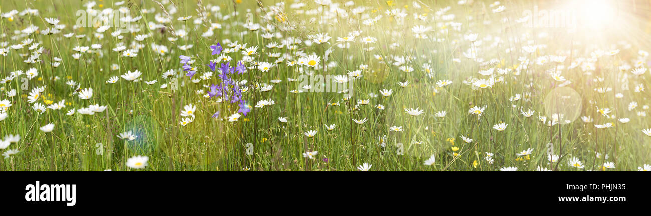 panoramic view to meadow with many spring flowers and sunbeams Stock Photo