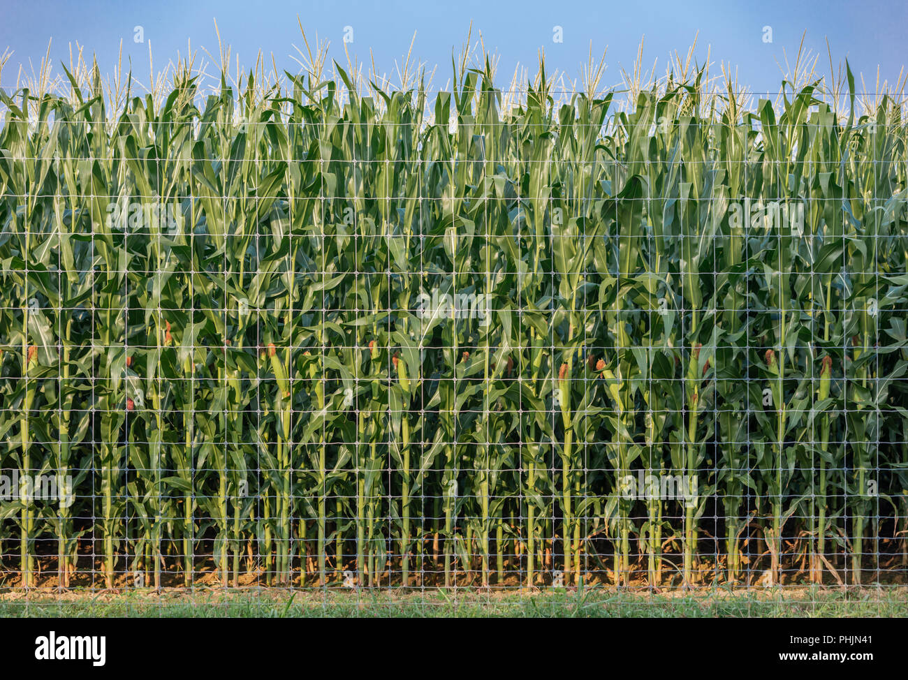 Tarzan porno videolarini tomosha qiling