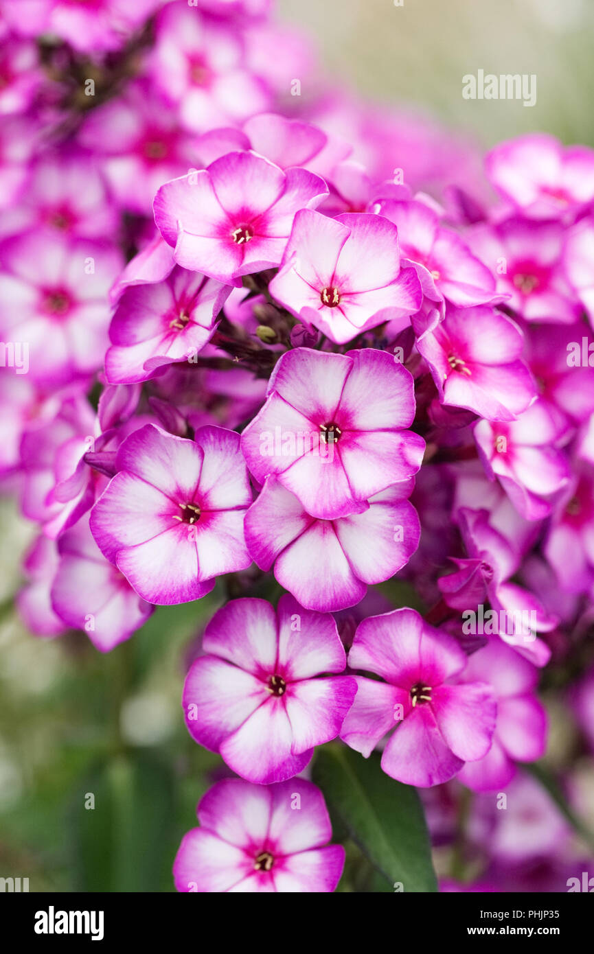 Phlox paniculata Sweet summer 'Purple Bicolor'. Stock Photo
