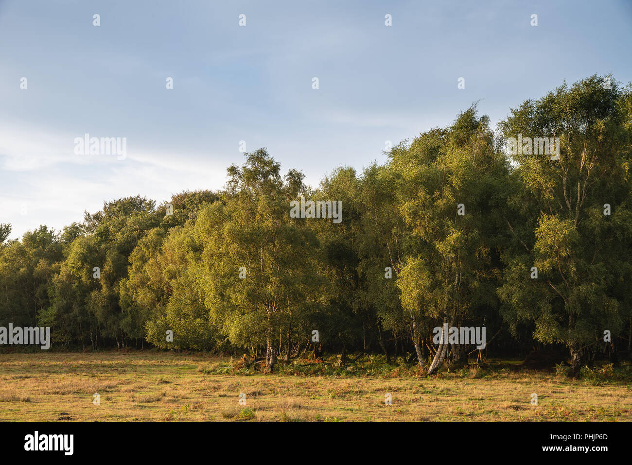 Ashdown formation hi-res stock photography and images - Alamy