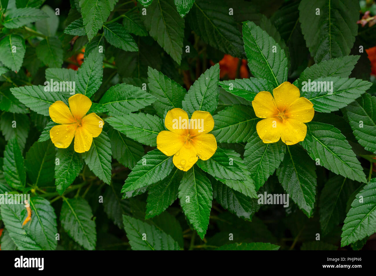 Yellow alder (Turnera ulmifolia) row of three yellow flowers - Davie, Florida, USA Stock Photo