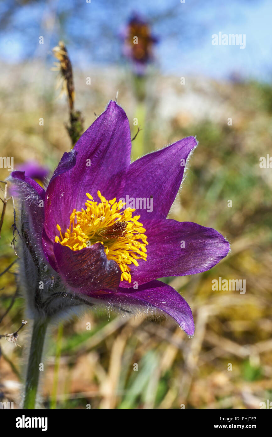 Rare flower up close hi-res stock photography and images - Alamy