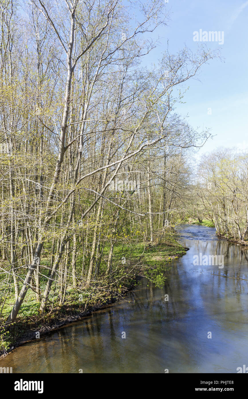 Deciduous forest foliage by a river Stock Photo