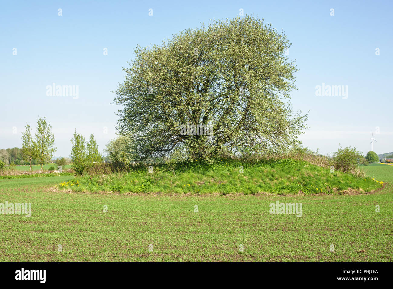 Sown field with a single tree in a rural landsca Stock Photo