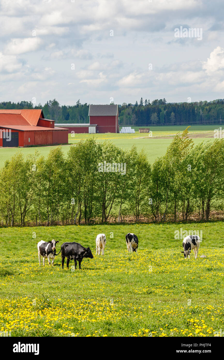 Grazing cows on a summer meadow in a rural landscape Stock Photo - Alamy