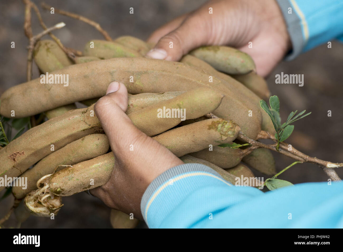 THAILAND BURIRAM TREE TAMARIND Stock Photo