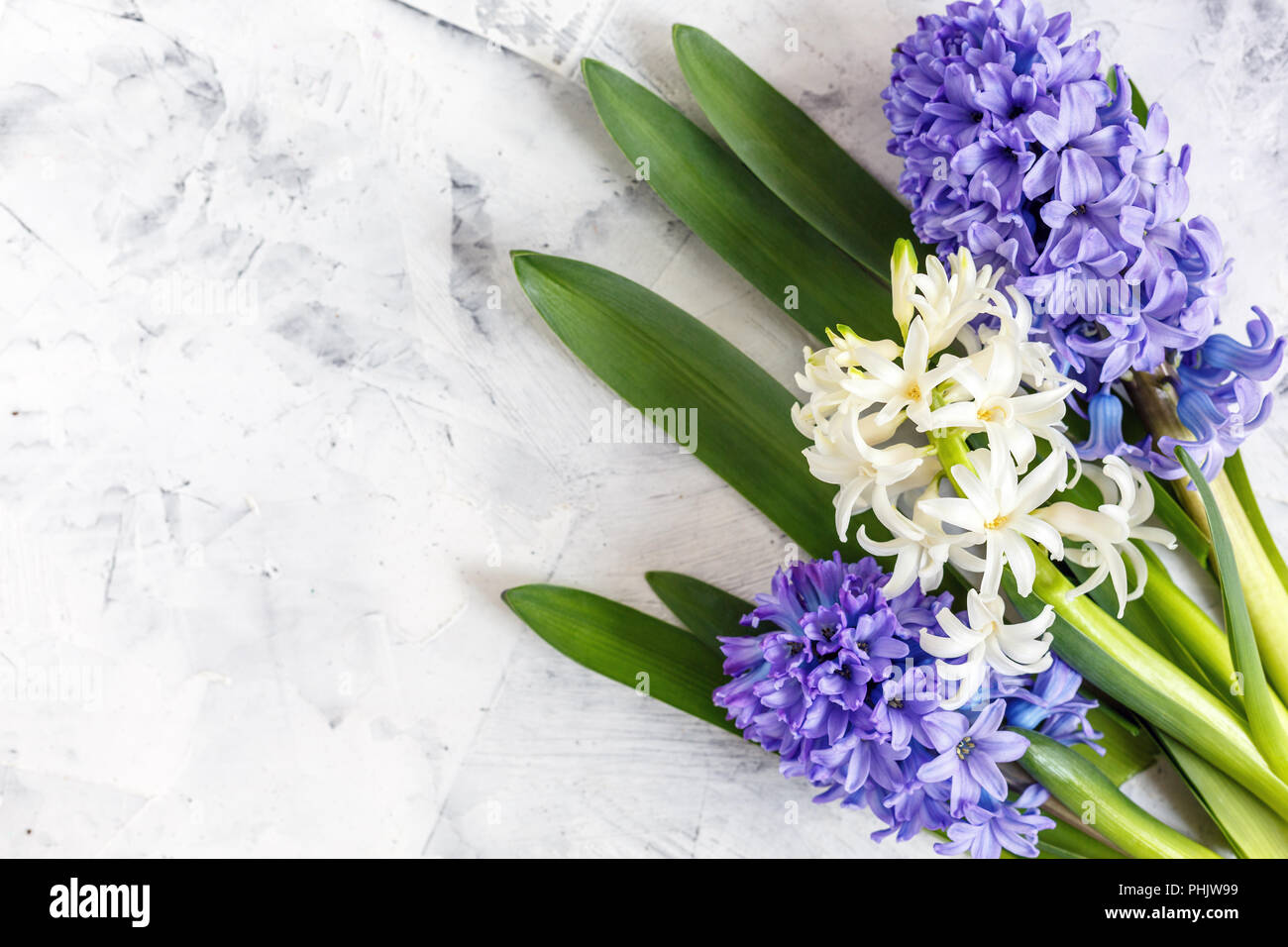 Colorful spring hyacinths. Stock Photo