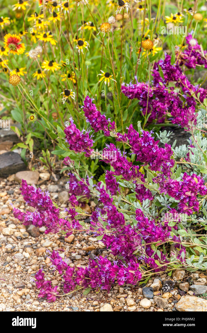 Salvia pachyphylla, Blue sage, Mountain desert sage Shrubby salvia Stock Photo