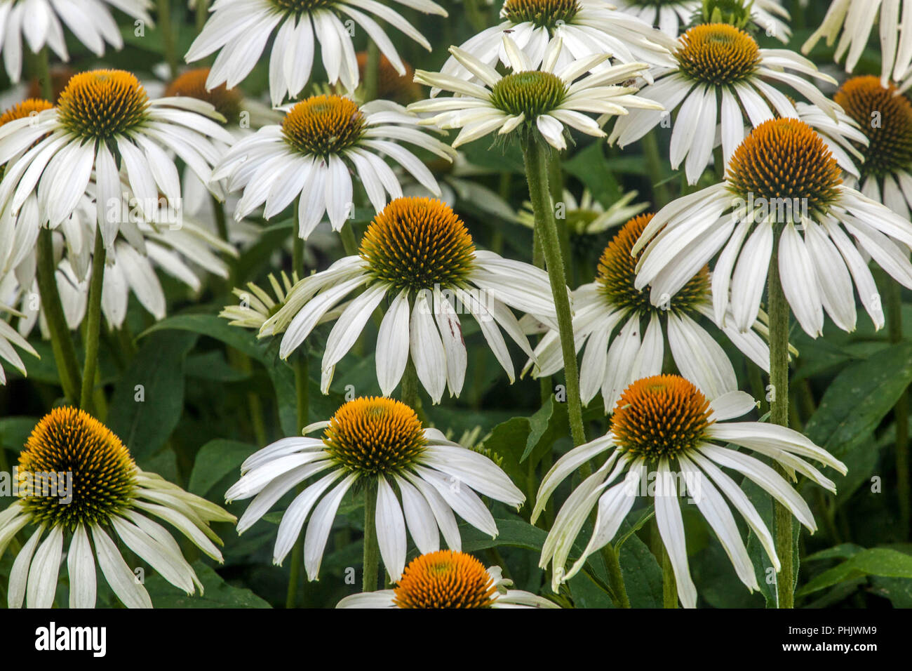 a hardy white flowered perennial garden plant Echinacea /'White Meditation/'