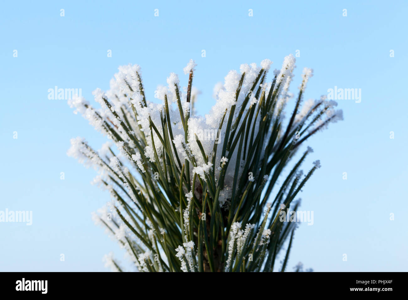 covered with snow and ice, frosted forever green needles of large pine ...