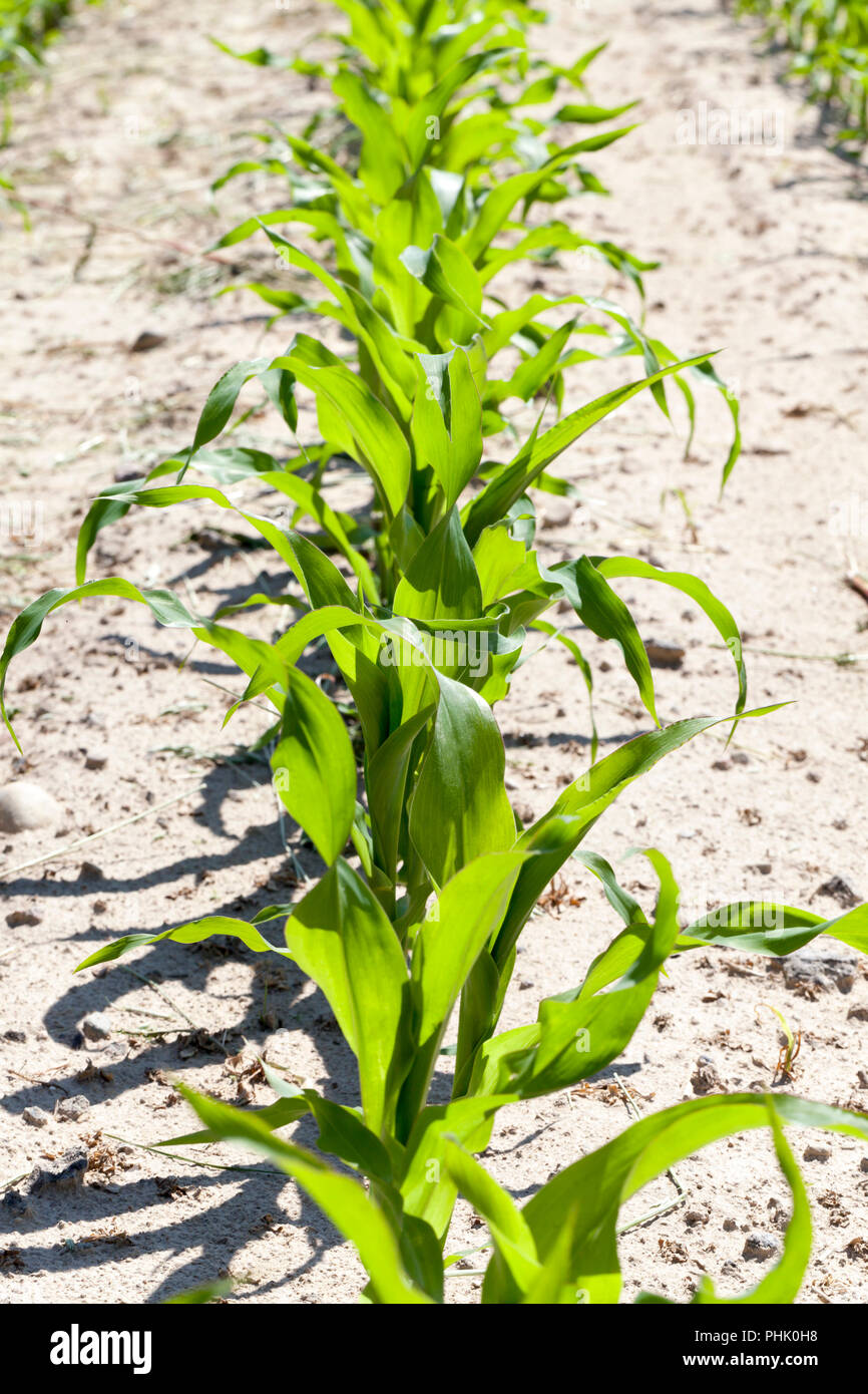 Long spring crop hi-res stock photography and images - Alamy