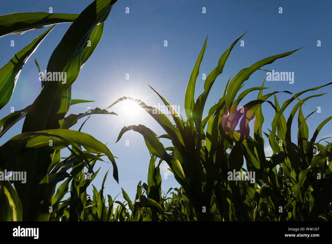 sun shining over green leaves of corn in spring, closeup on an agricultural field Stock Photo