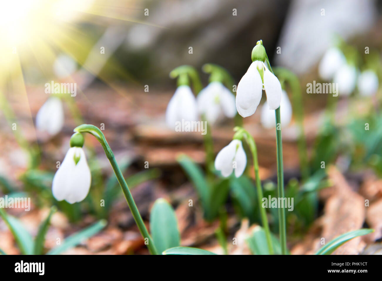 Snowdrops first spring flowers and sun light Stock Photo Alamy