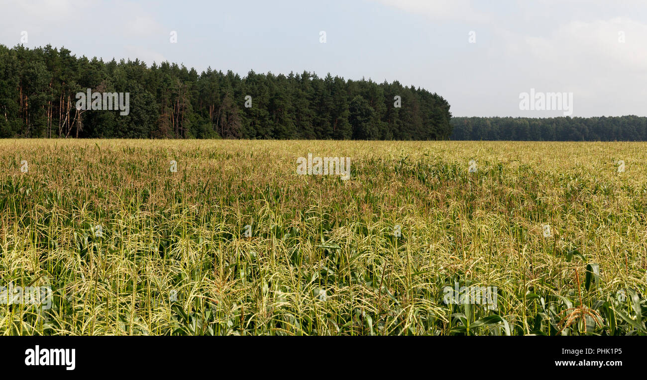 Young green corn plants in summer hi-res stock photography and images ...